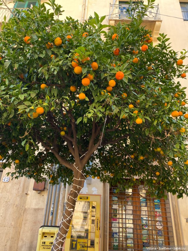 Это Италия! Cefalu Sicilia (фото 3)