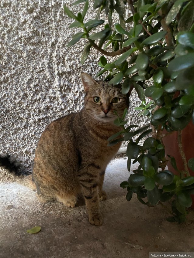 Это Италия! Cefalu Sicilia