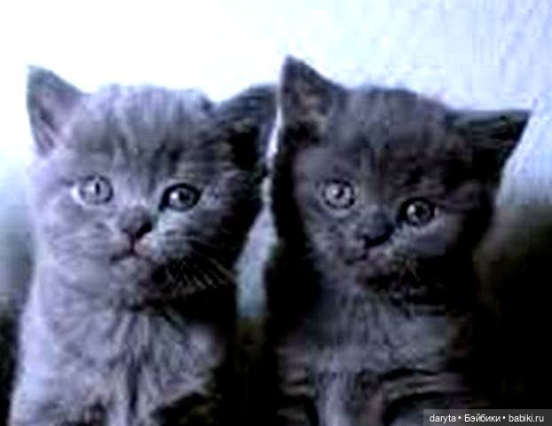 Мурка-парашютистка — Болталка и разговоры обо всем: жизнь