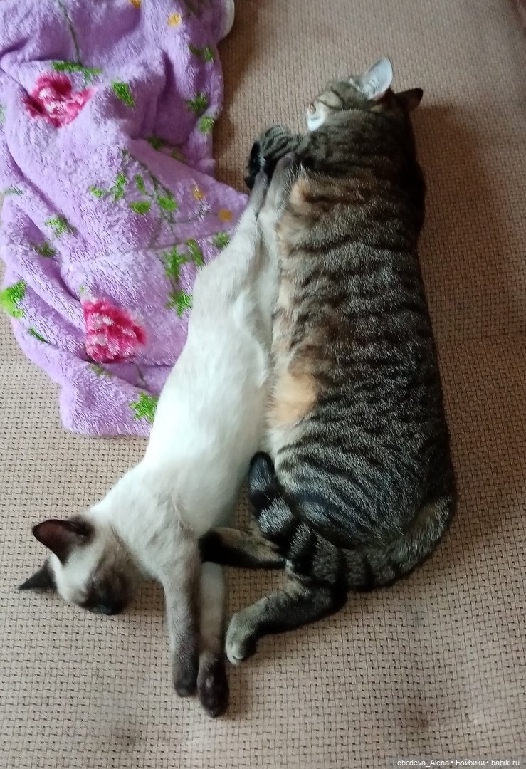 Масяня - тайская борзая — Болталка и разговоры обо всем: жизнь (фото 2)