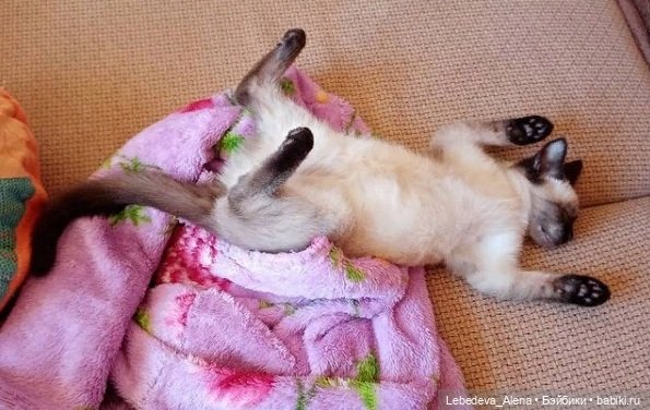 Масяня - тайская борзая — Болталка и разговоры обо всем: жизнь (фото 3)