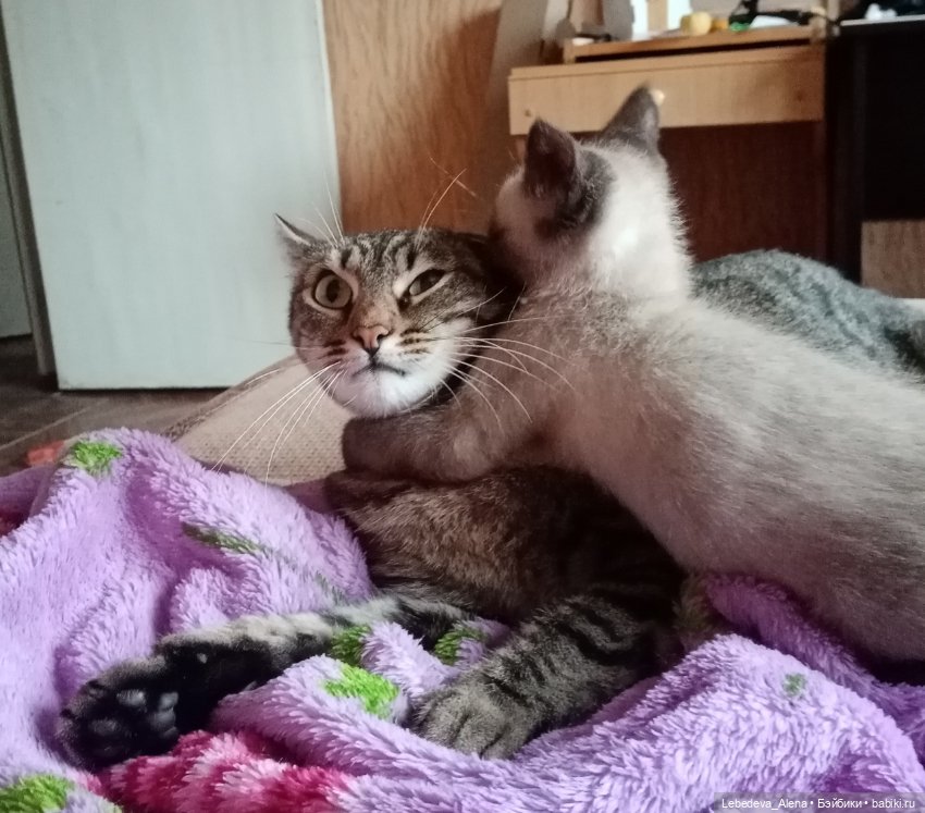 Масяня - тайская борзая — Болталка и разговоры обо всем: жизнь