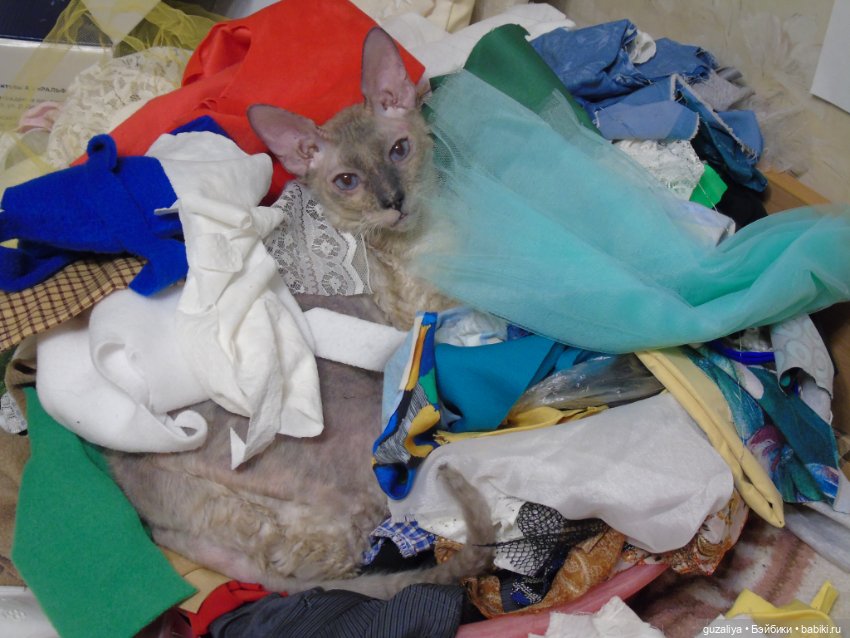 Предновогодние чудачества (фото 7)