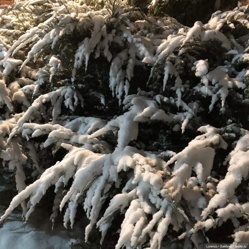 Снегопад — Авторские мишки Тедди и друзья: фото