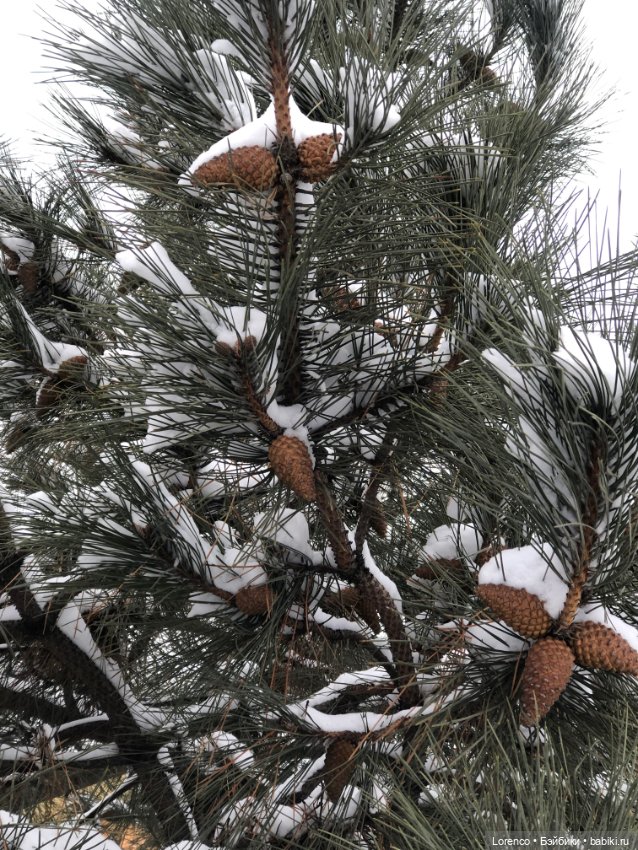 Волчонок — Плюшевые мишки и игрушки (Teddy Bear): винтаж (фото 6)