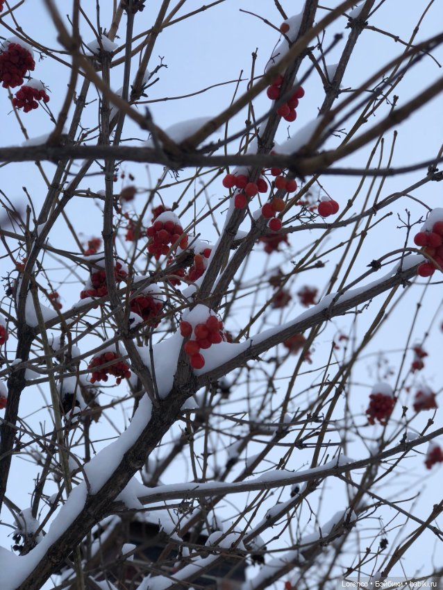 Волчонок — Плюшевые мишки и игрушки (Teddy Bear): винтаж (фото 5)