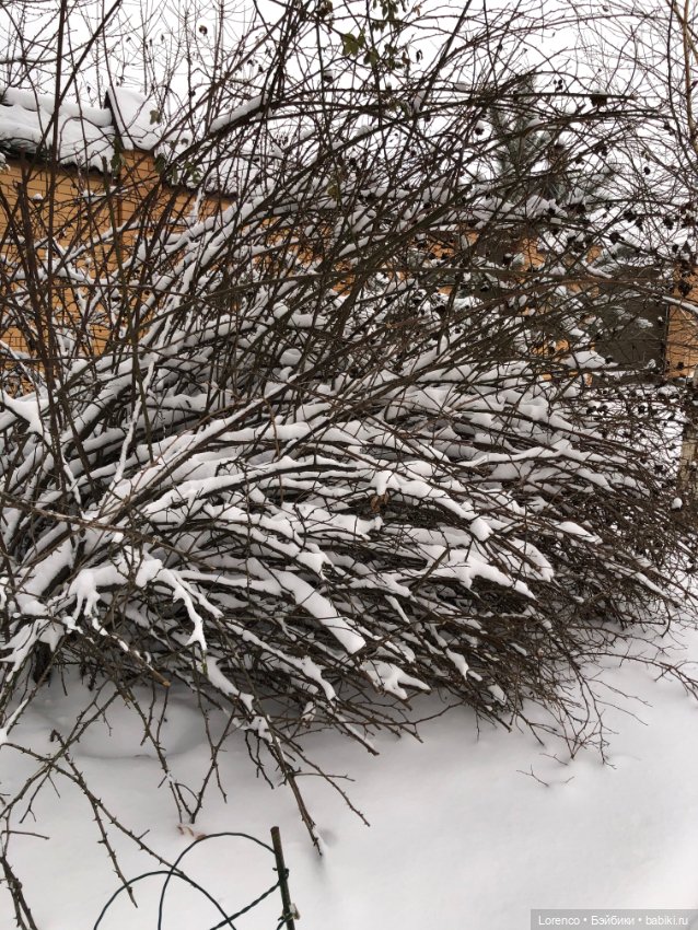 Зимние наброски — Болталка и разговоры обо всем: жизнь
