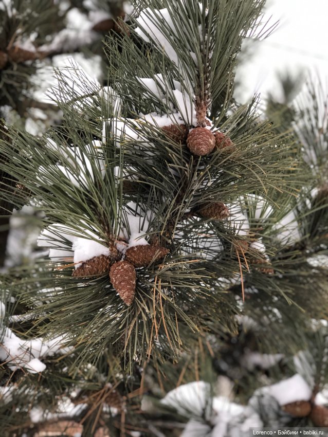 Зимние наброски — Болталка и разговоры обо всем: жизнь