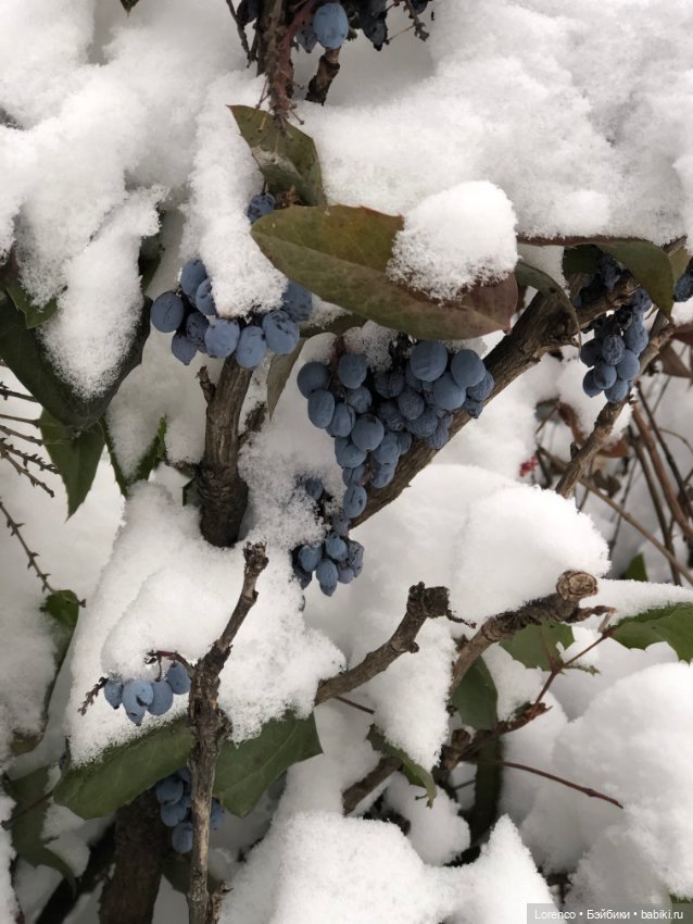 Зимние наброски — Болталка и разговоры обо всем: жизнь