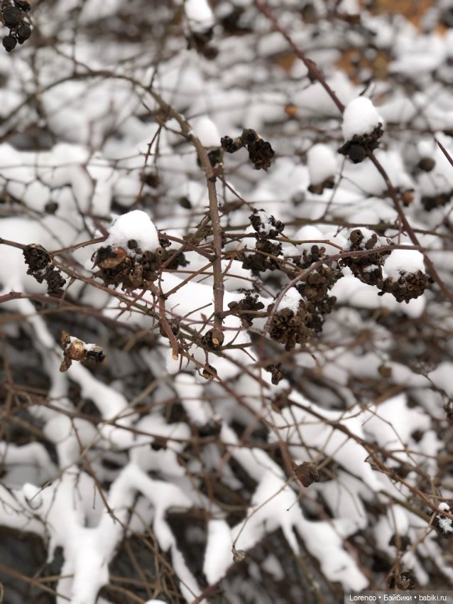 Зимние наброски — Болталка и разговоры обо всем: жизнь