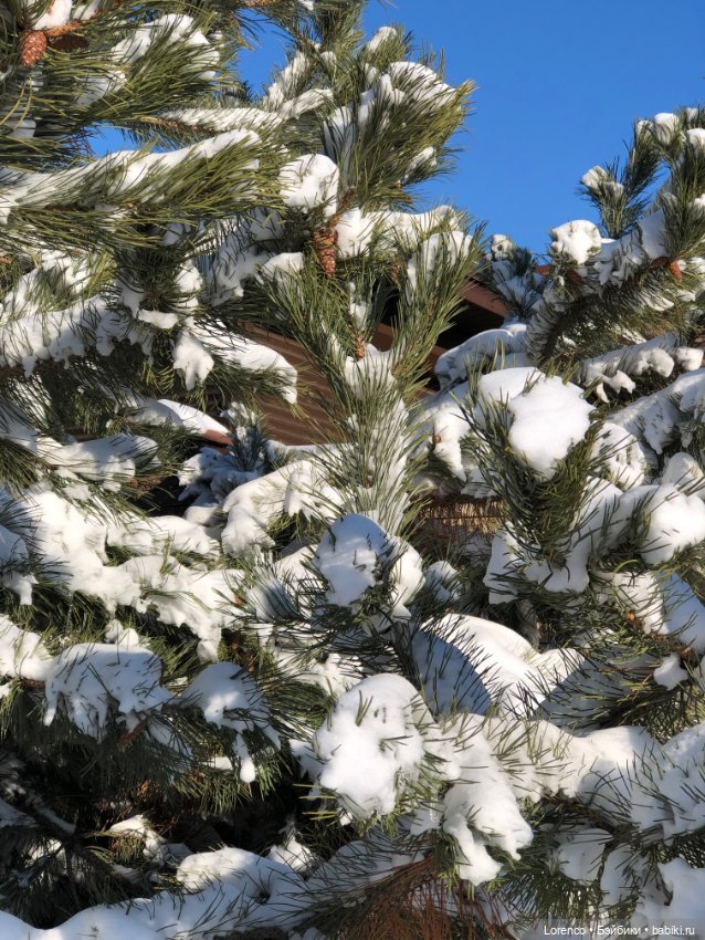 Солнечные пейзажи зимы — Болталка и разговоры обо всем: жизнь