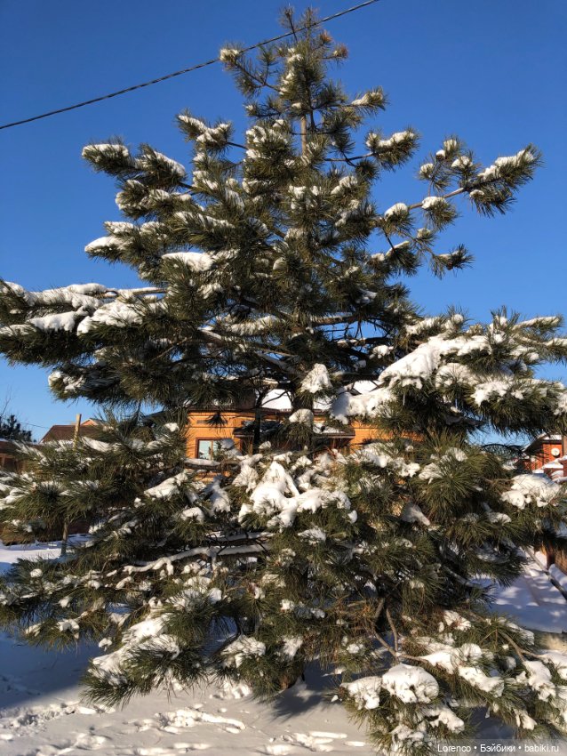 Солнечные пейзажи зимы — Болталка и разговоры обо всем: жизнь