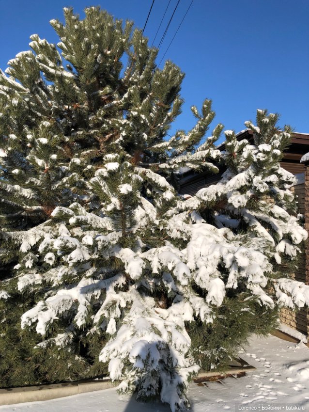 Солнечные пейзажи зимы — Болталка и разговоры обо всем: жизнь (фото 10)