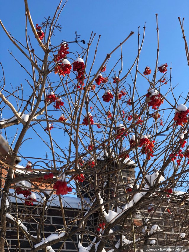 Солнечные пейзажи зимы — Болталка и разговоры обо всем: жизнь (фото 6)