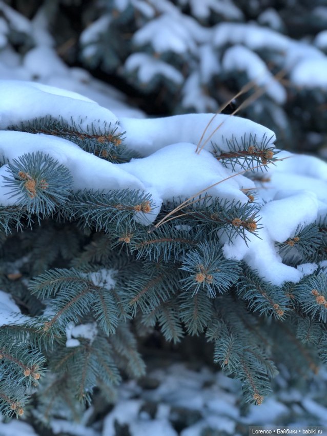 Солнечные пейзажи зимы — Болталка и разговоры обо всем: жизнь