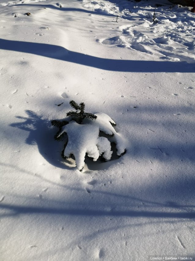 Солнечные пейзажи зимы — Болталка и разговоры обо всем: жизнь