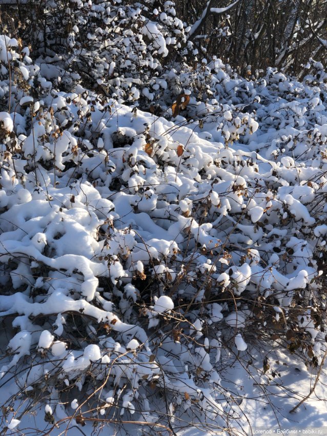 Солнечные пейзажи зимы — Болталка и разговоры обо всем: жизнь