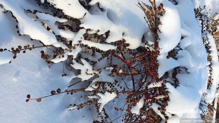 Солнечные пейзажи зимы — Болталка и разговоры обо всем: жизнь