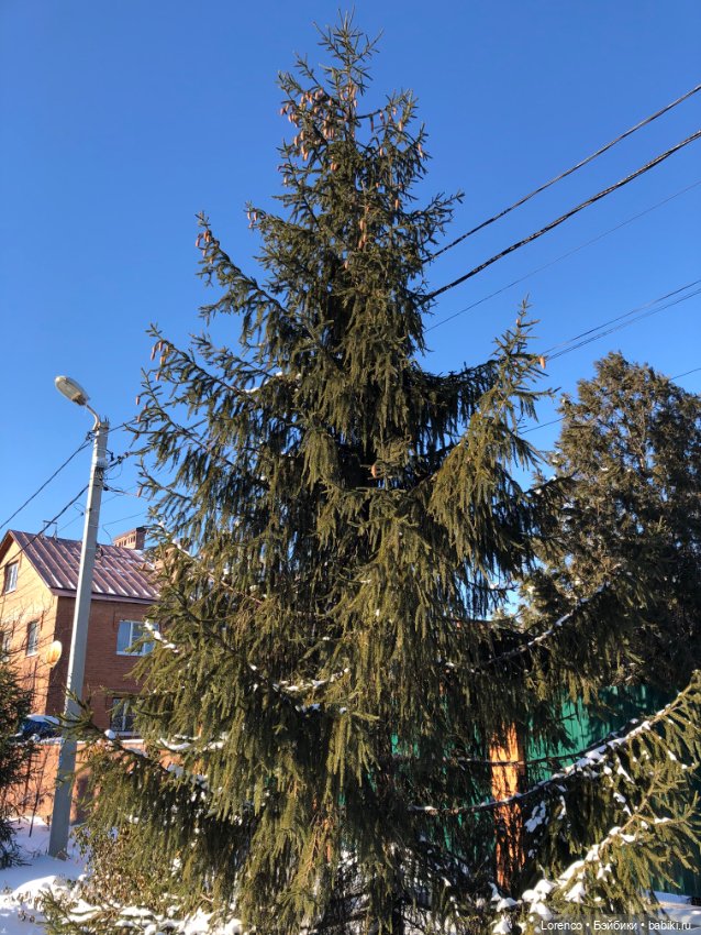 Солнечные пейзажи зимы — Болталка и разговоры обо всем: жизнь