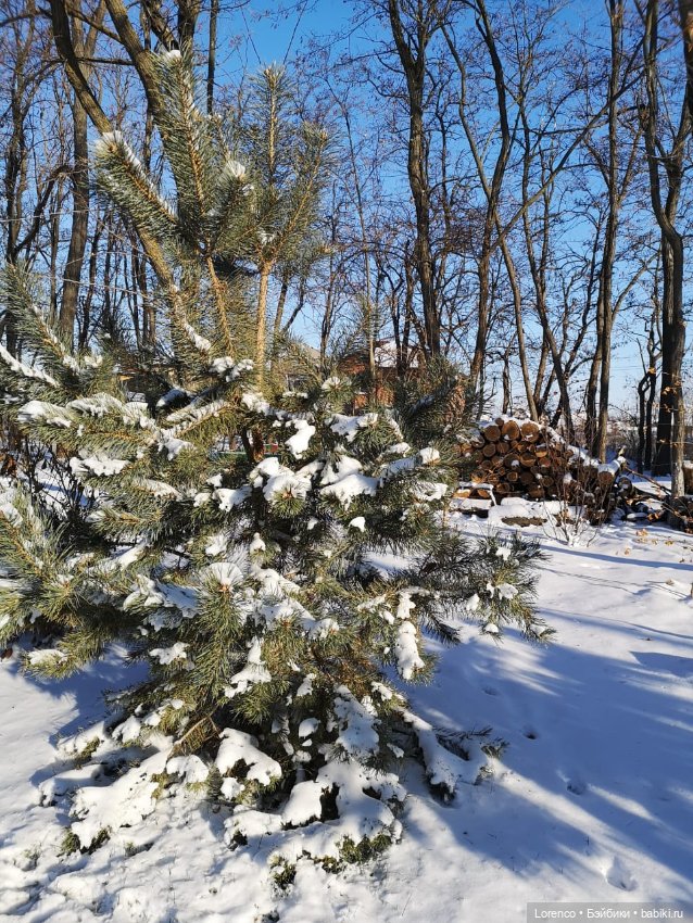 Солнечные пейзажи зимы — Болталка и разговоры обо всем: жизнь