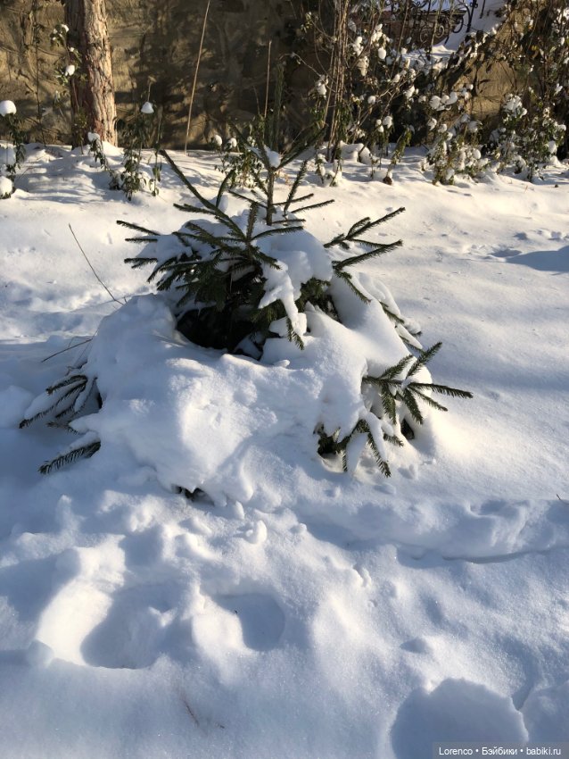 Солнечные пейзажи зимы — Болталка и разговоры обо всем: жизнь