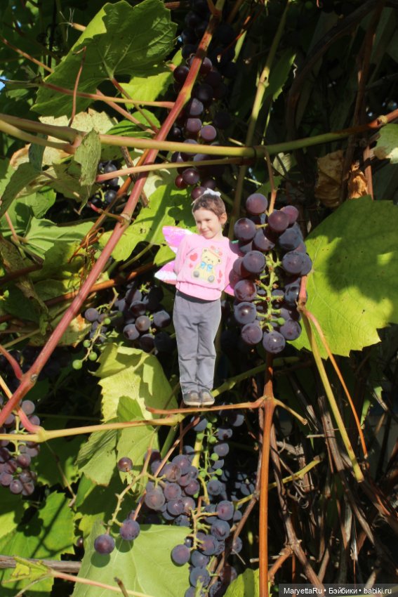 Викафея — Как красиво фотографировать кукол дома: свет