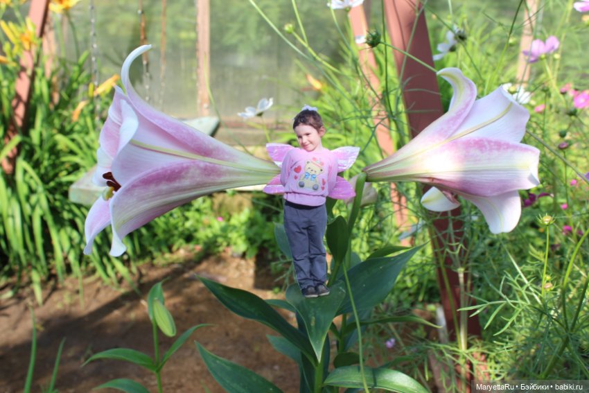 Викафея — Как красиво фотографировать кукол дома: свет