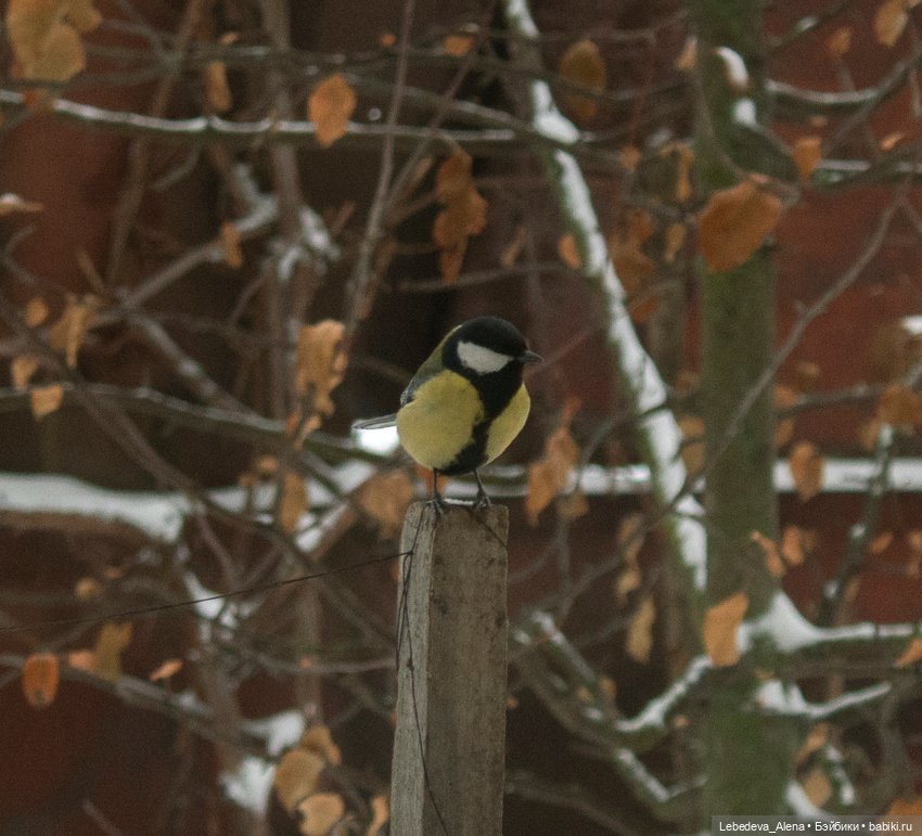 Немного волшебства — Болталка и разговоры обо всем: жизнь (фото 4)