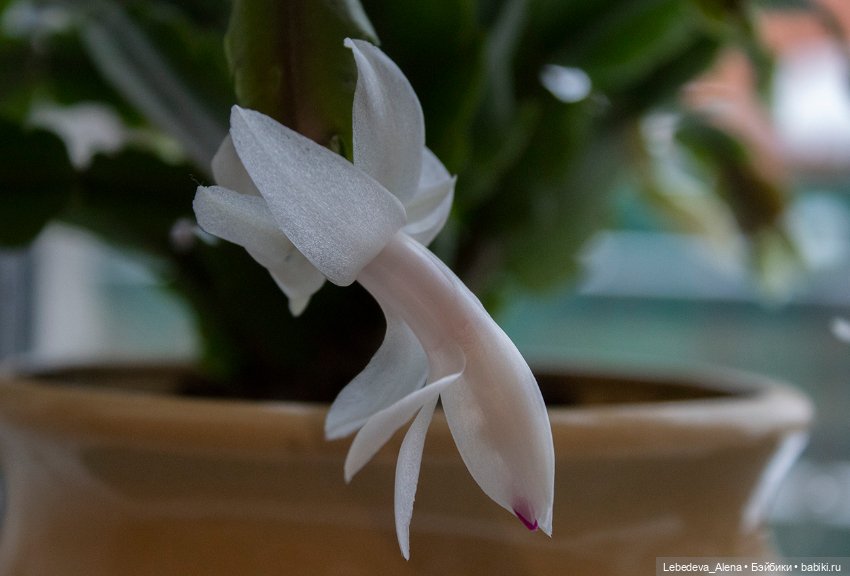 Немного волшебства — Болталка и разговоры обо всем: жизнь (фото 6)