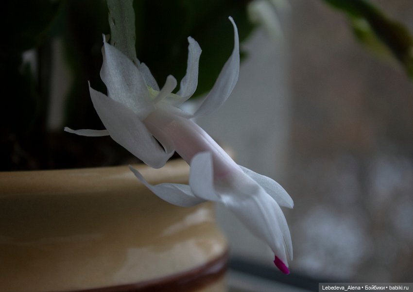 Немного волшебства — Болталка и разговоры обо всем: жизнь (фото 5)