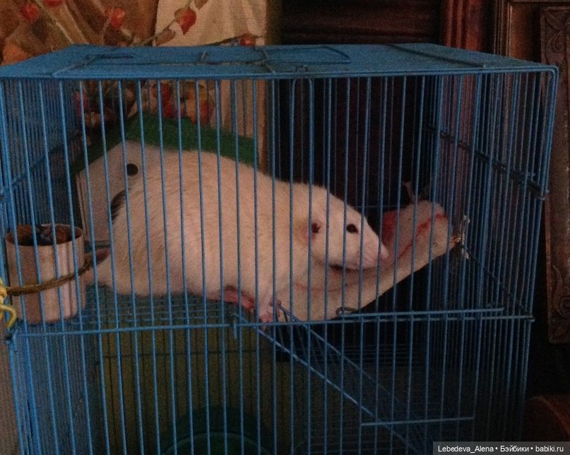 Символ года. А что он значит