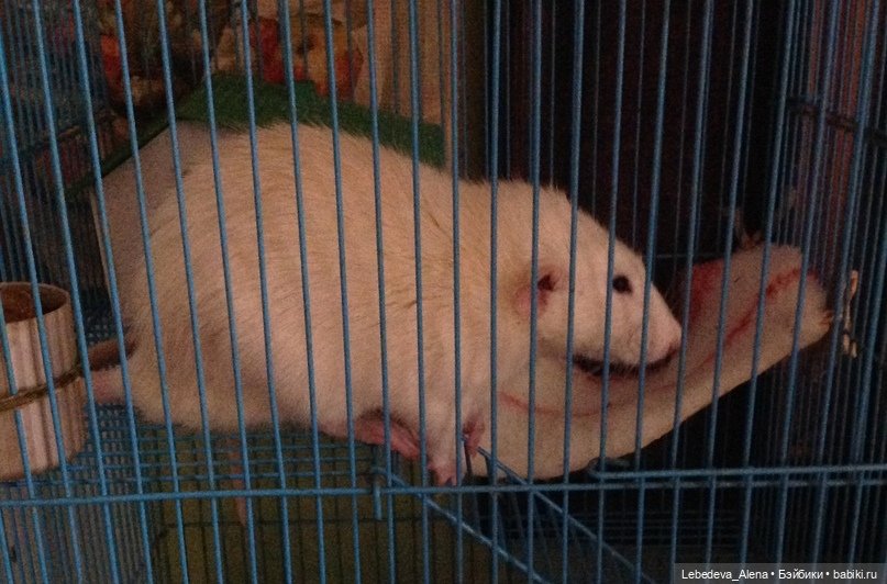 Символ года. А что он значит (фото 2)