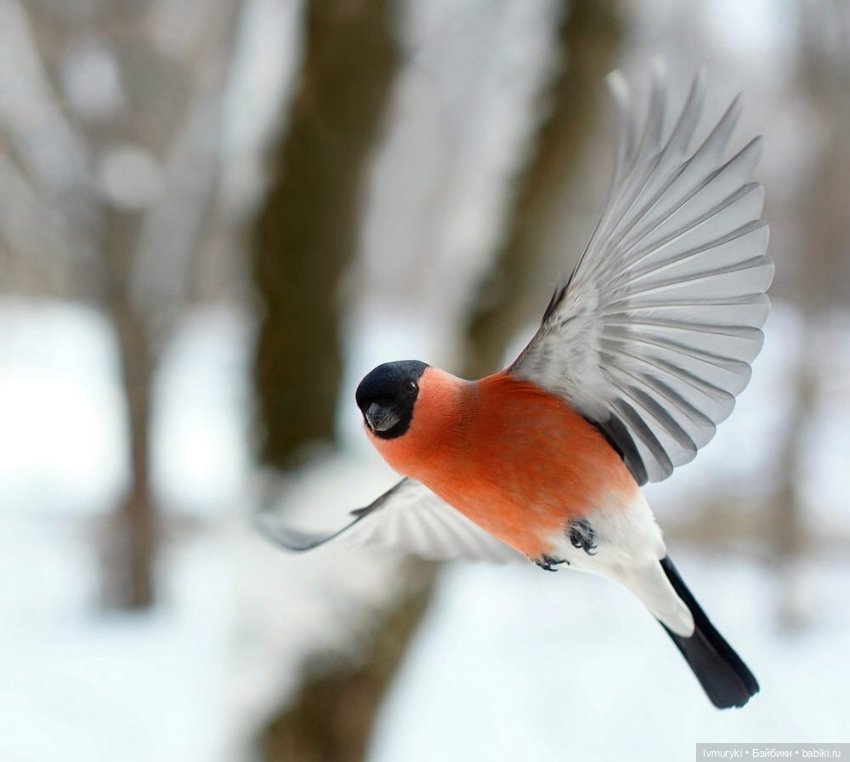 С наступающим Новым Годом от Лиеске