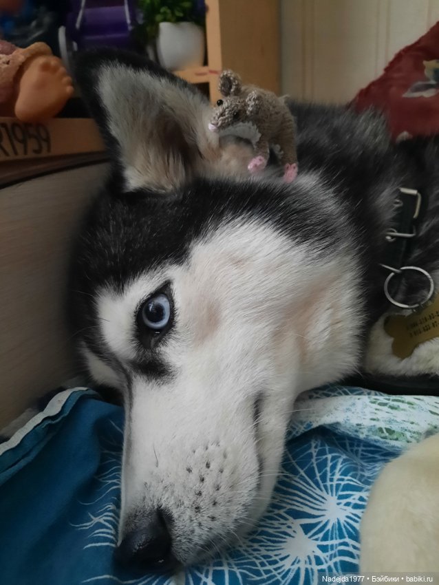 Связала символ уходящего года