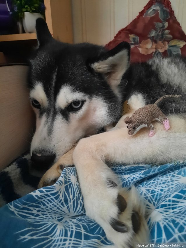 Связала символ уходящего года