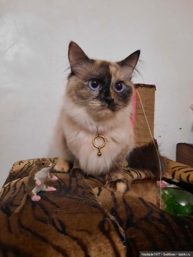 Связала символ уходящего года