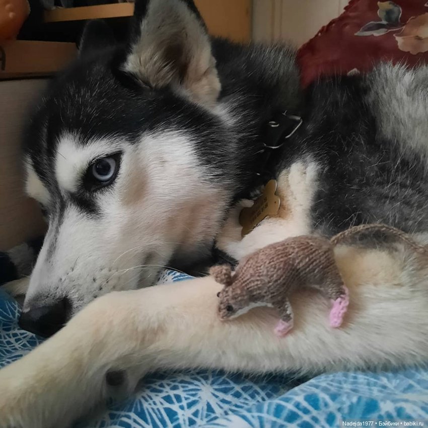 Связала символ уходящего года (фото 9)