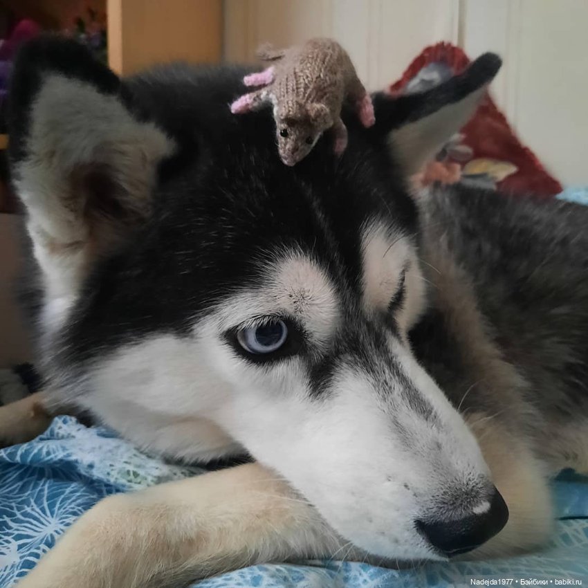 Связала символ уходящего года (фото 10)