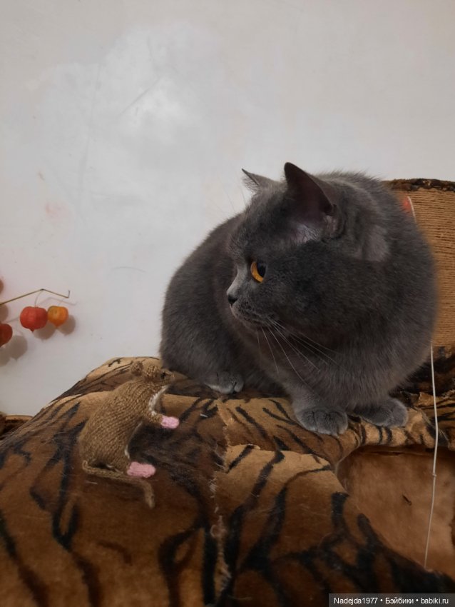 Связала символ уходящего года