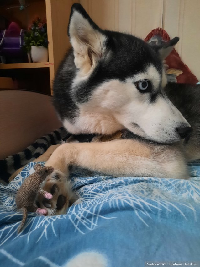 Связала символ уходящего года