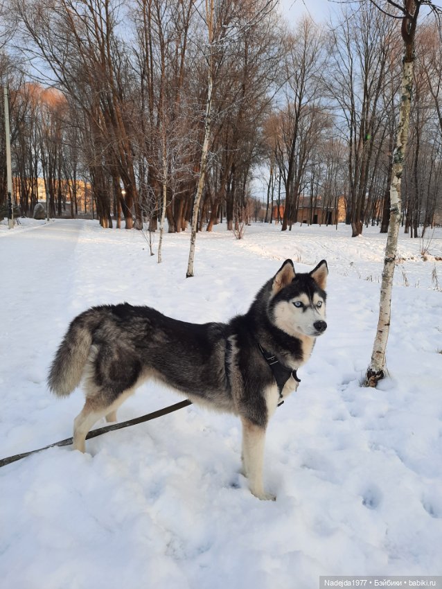 Связала символ уходящего года