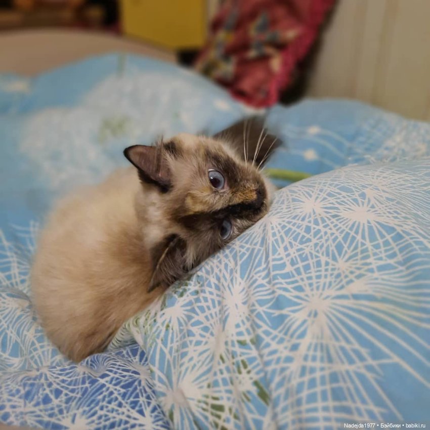 Связала символ уходящего года