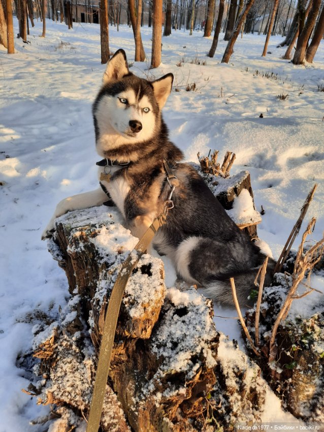 Связала символ уходящего года