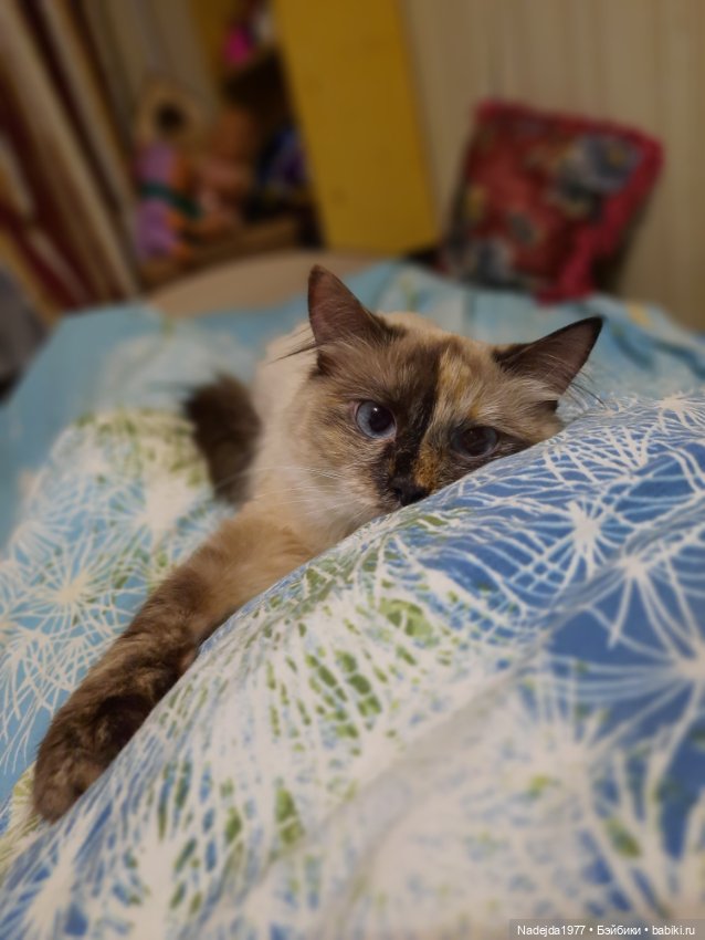 Связала символ уходящего года