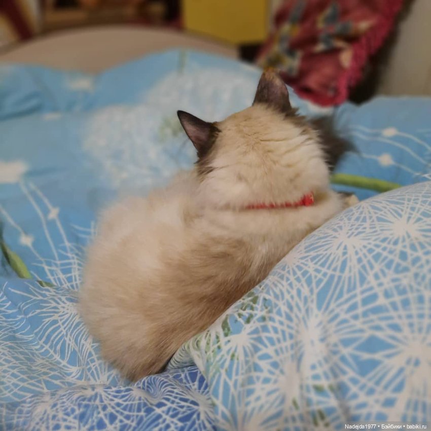 Связала символ уходящего года