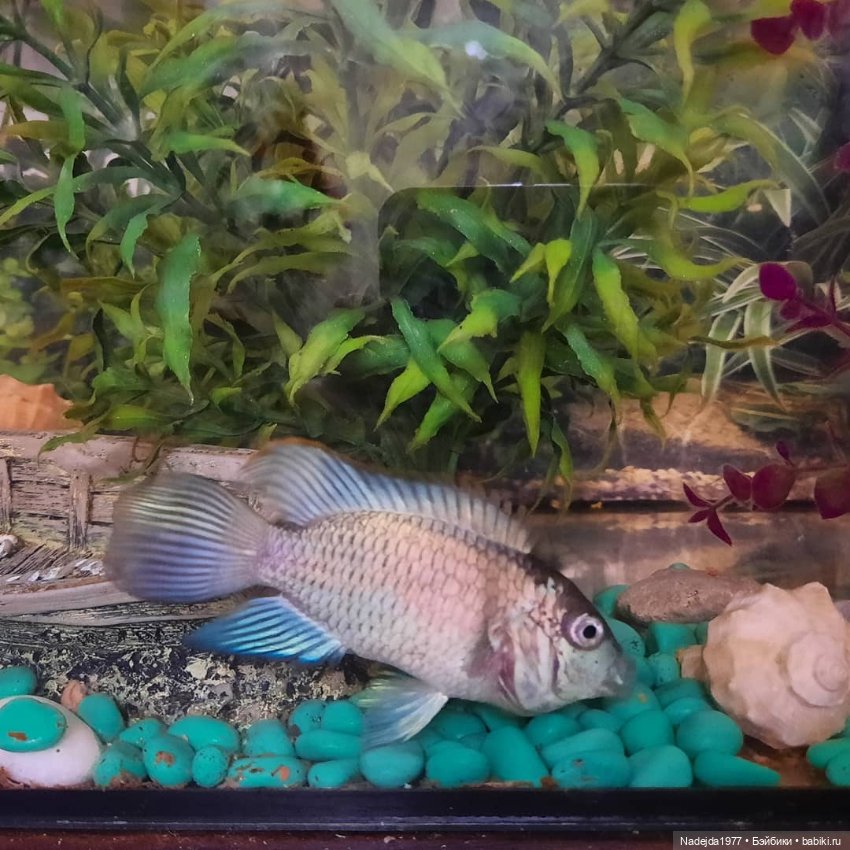 Связала символ уходящего года