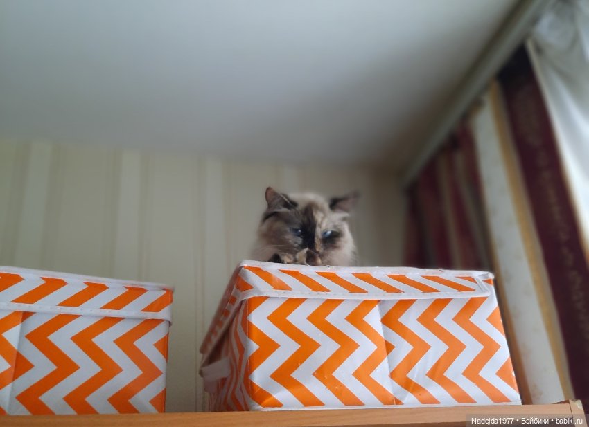 Связала символ уходящего года