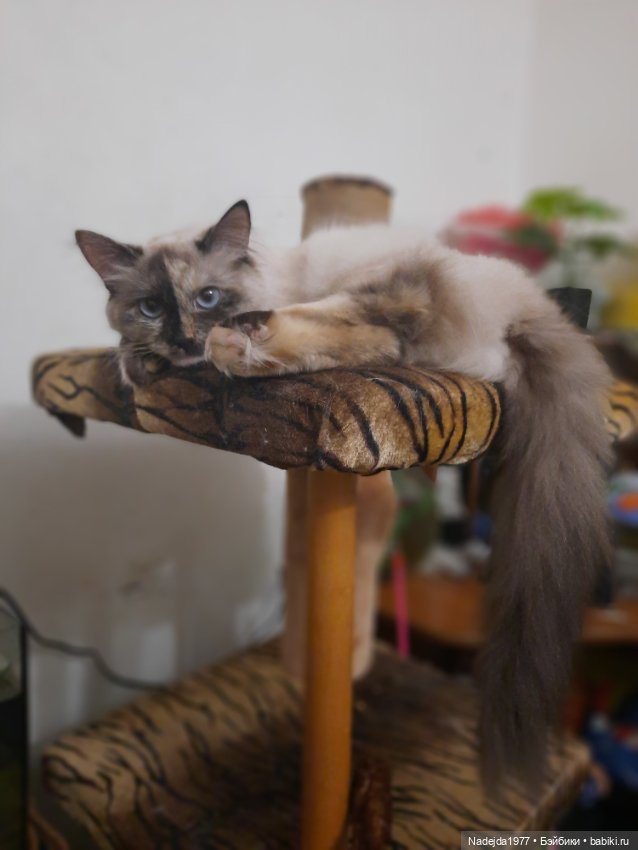 Связала символ уходящего года