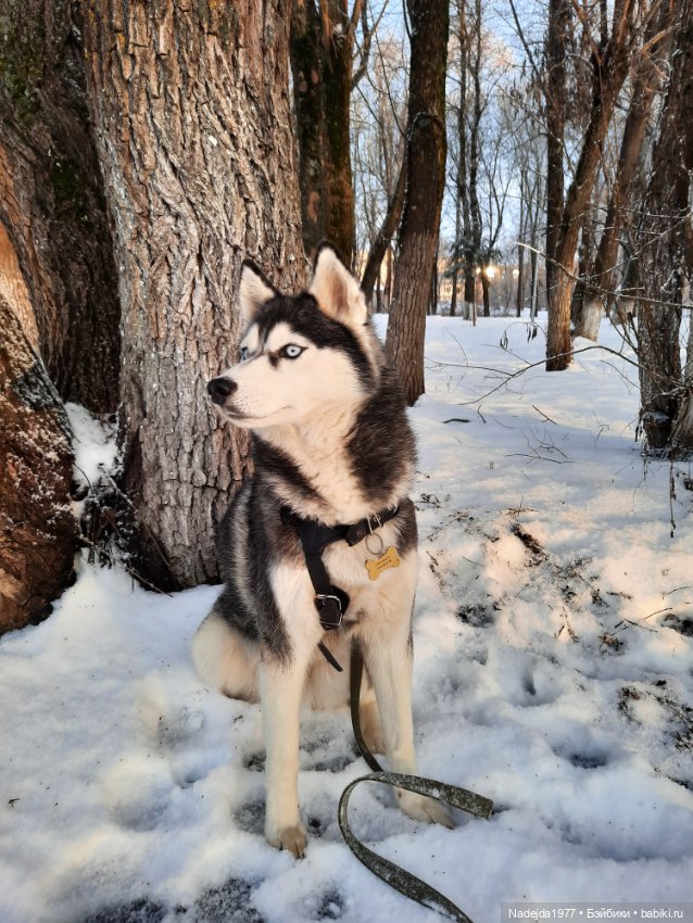 Связала ещё такого котика