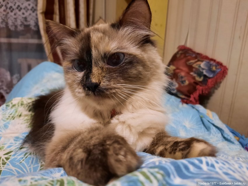 Связала ещё такого котика